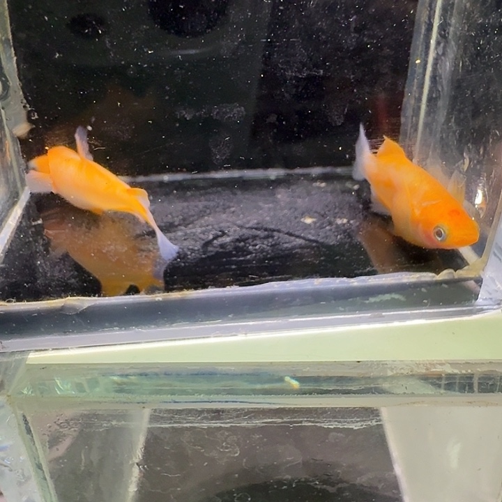 青鳉鱼一物一拍288