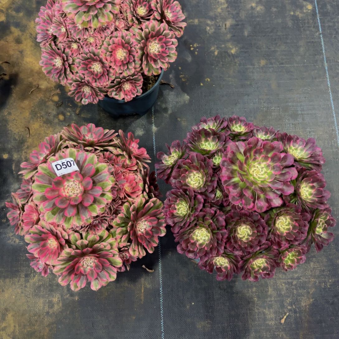 小***芦50700粉铜，霁月福利2颗