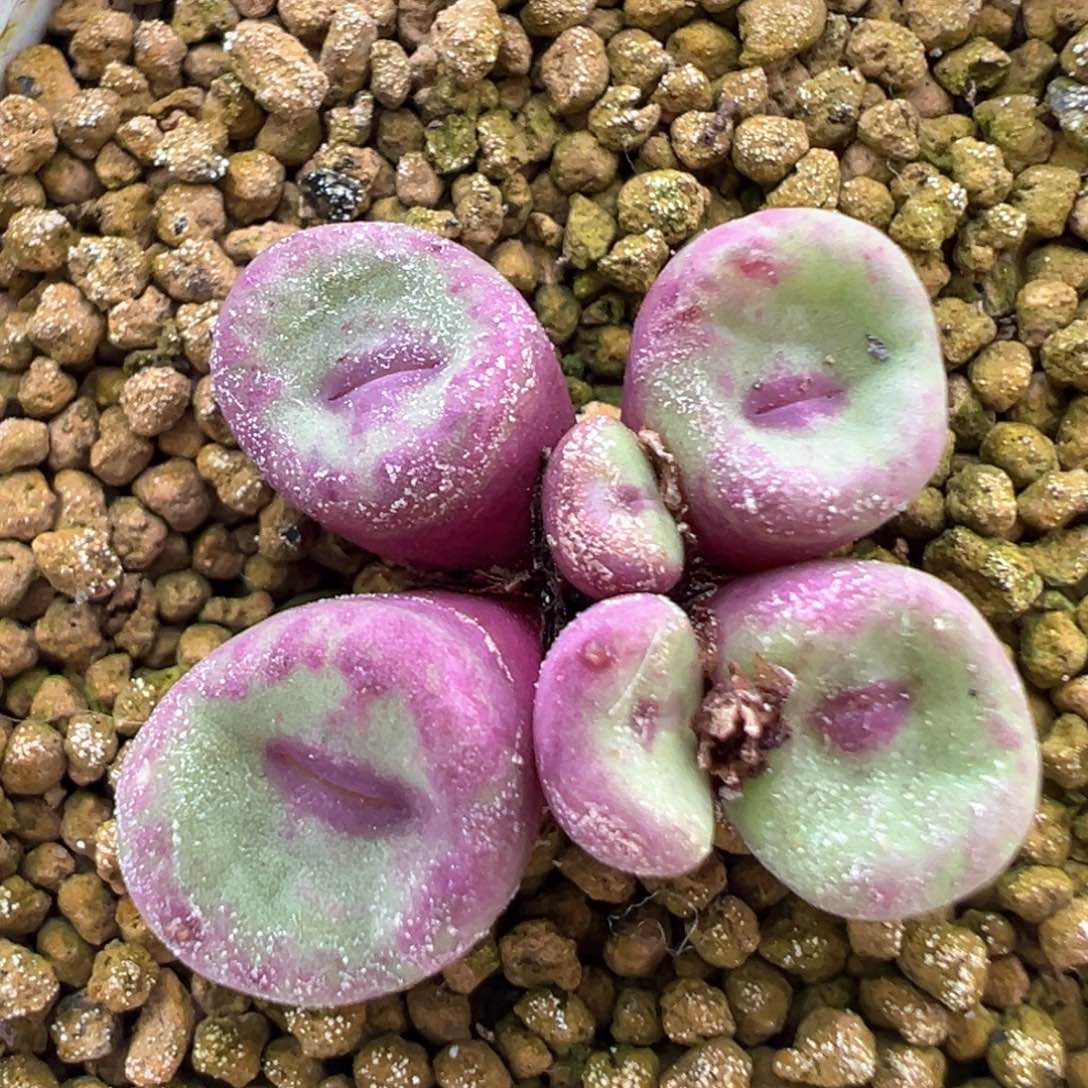 443号se开播福利。    