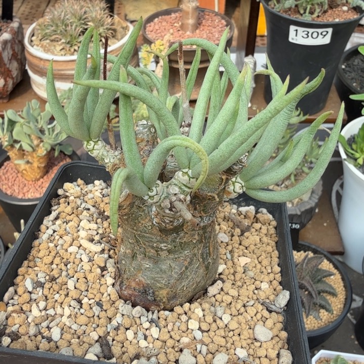 白象奇峰锦（满28包邮）