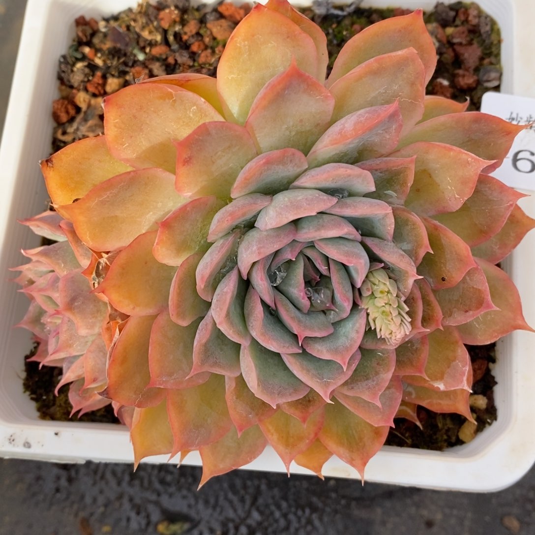 7660杂交多肉老桩