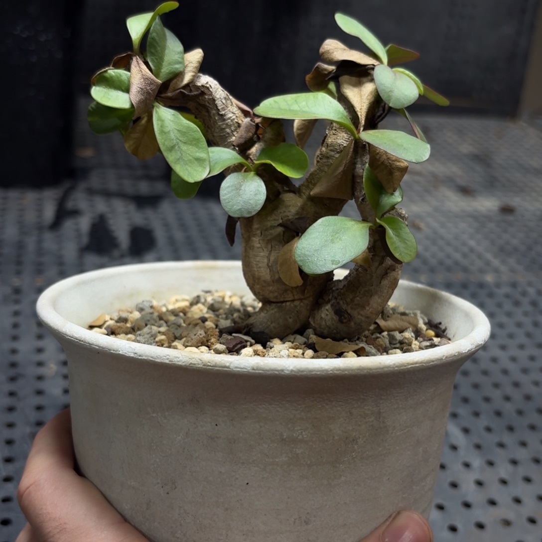 爱翠斯大几56699999