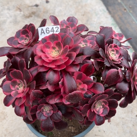 642凤冠25厘米左右