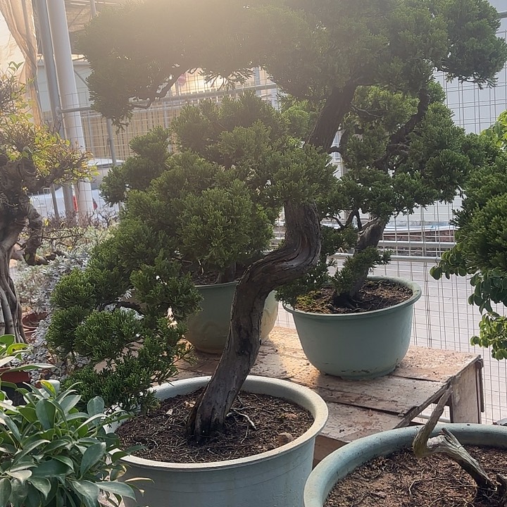 诚***信无花朵哈哈哈哈哈