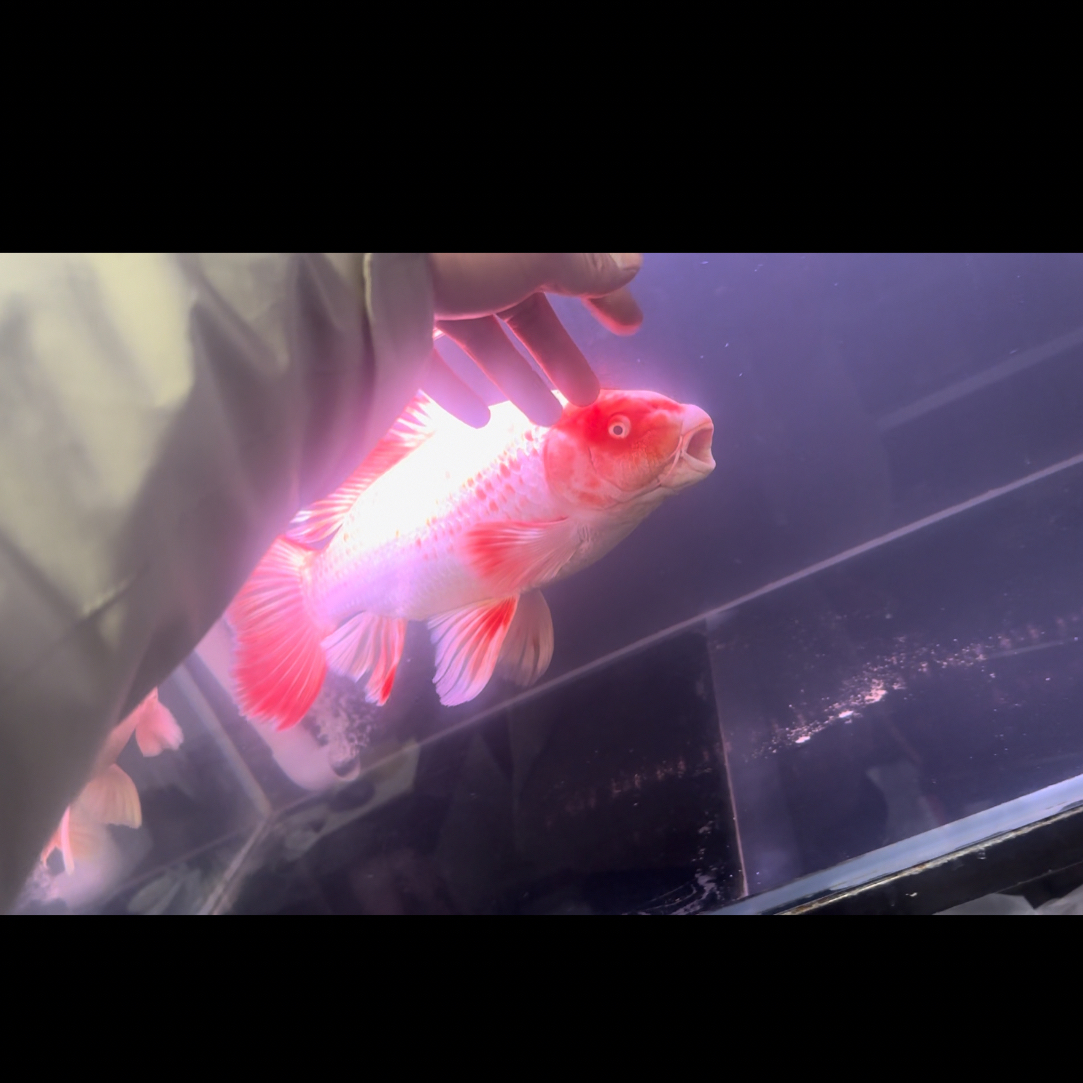 红色蝴蝶鲤  精品一物一拍