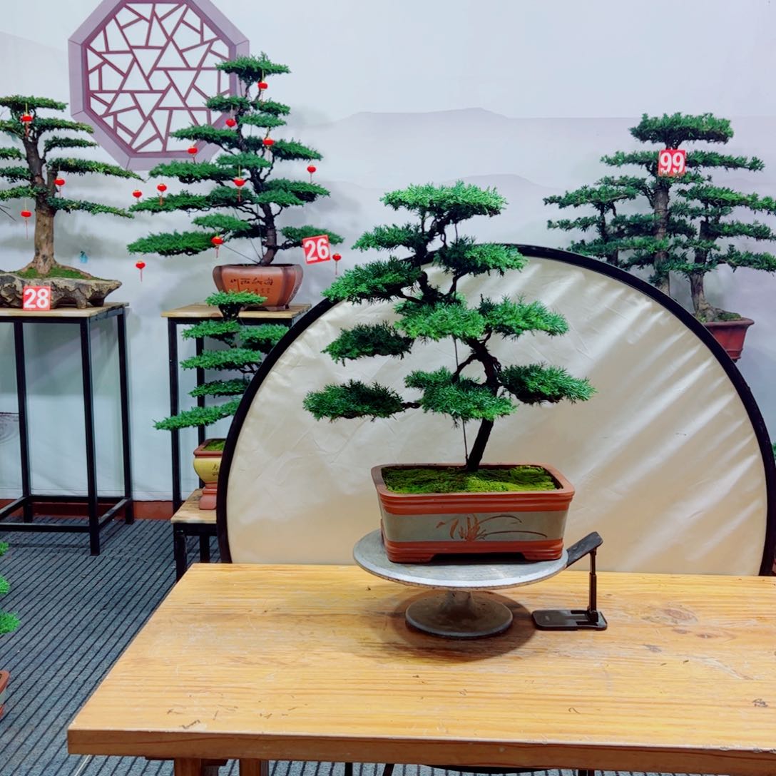 老桩盆景原生桩龙爪松