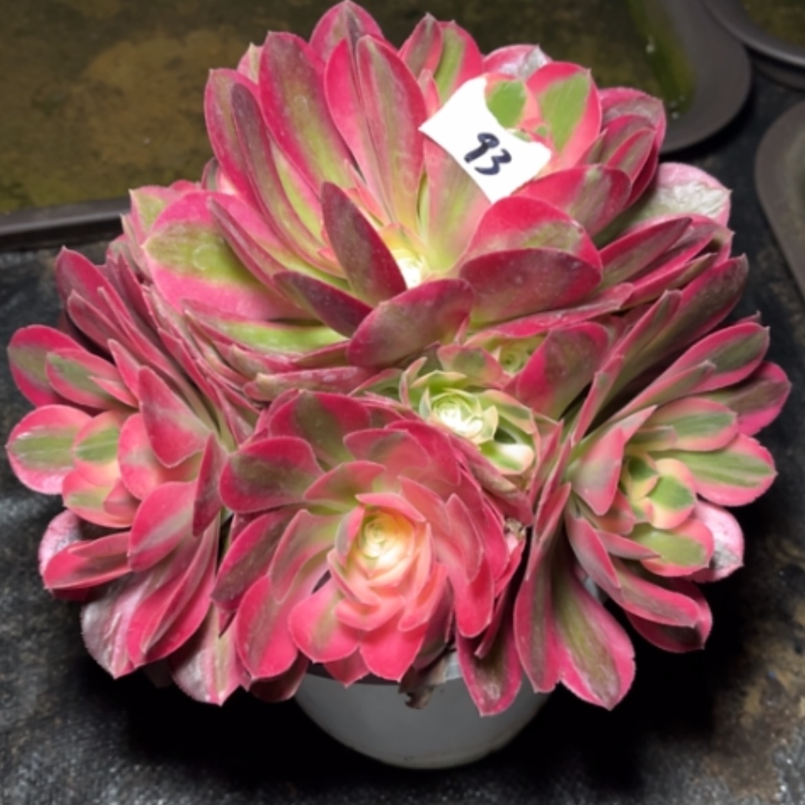 【闪购商品】93粉女巫多肉法师