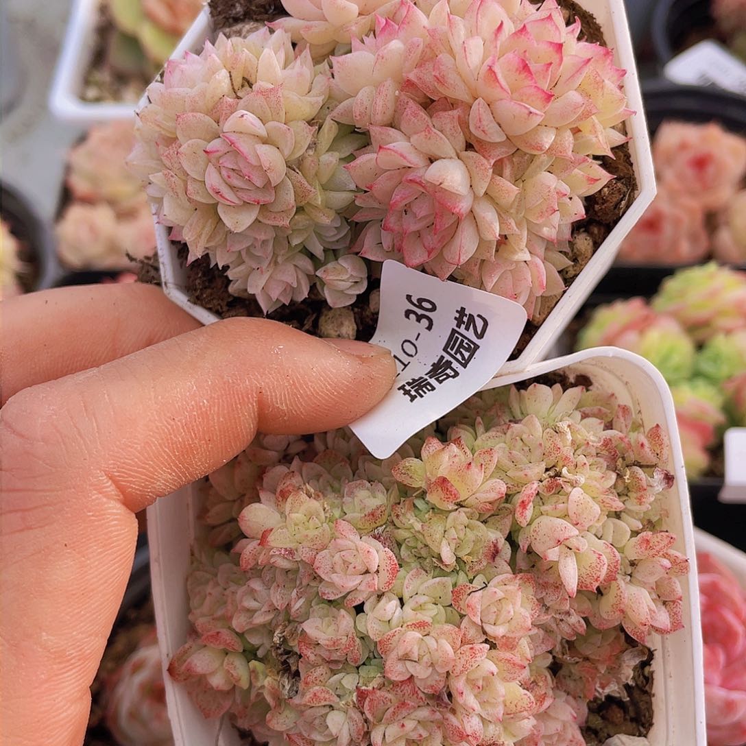 0000000000000036量拍