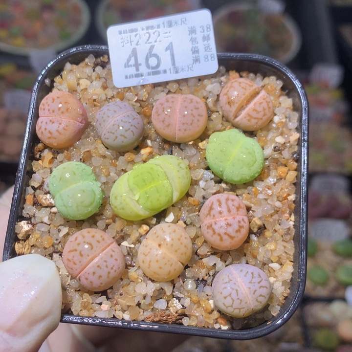 精品生石花222.461