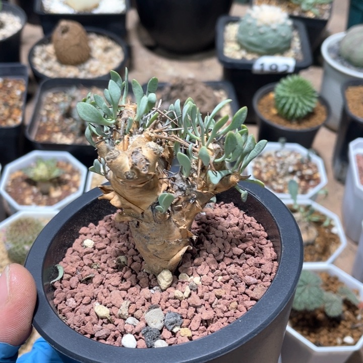 069产地刺烛厚墩菊