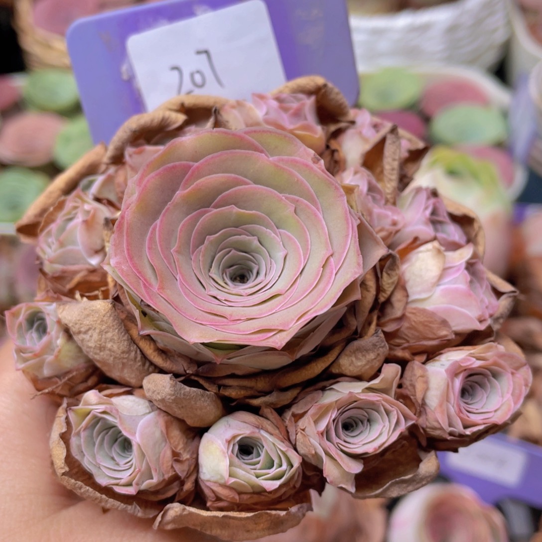 山地玫瑰J207断枝不包损不售后