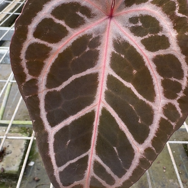 完全开放10号skg红2.0