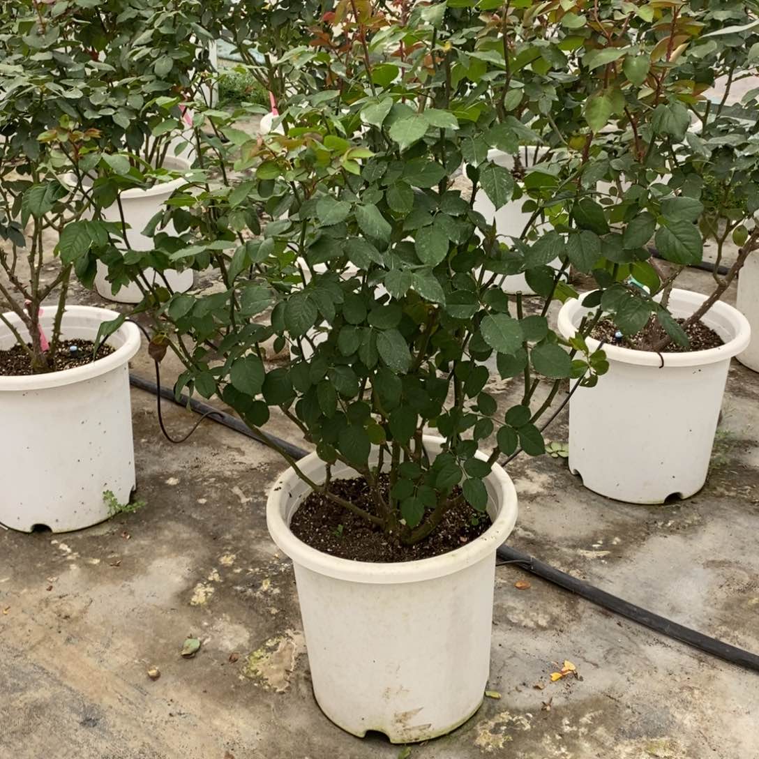 完全开放一物一拍