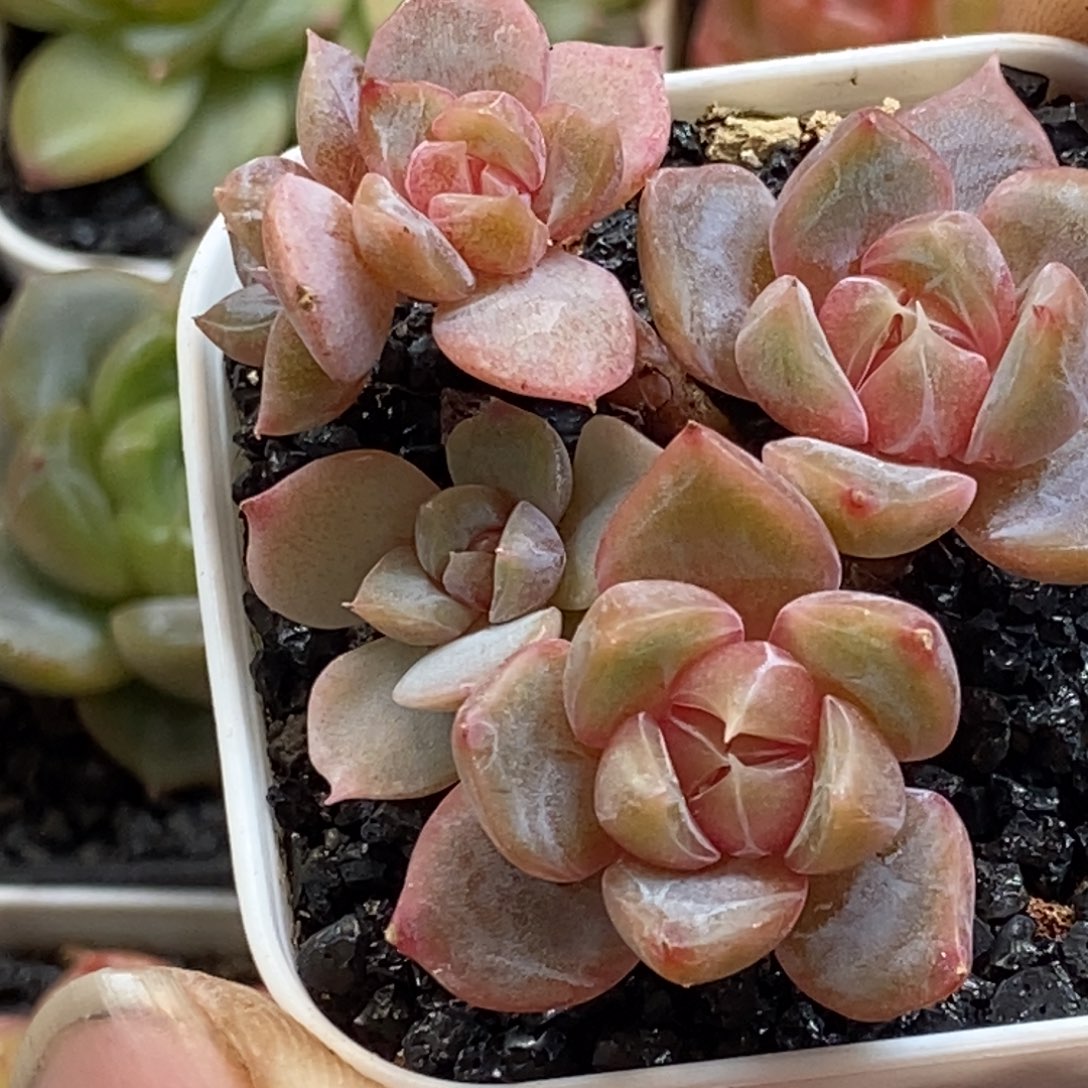 天官赐福百无禁忌