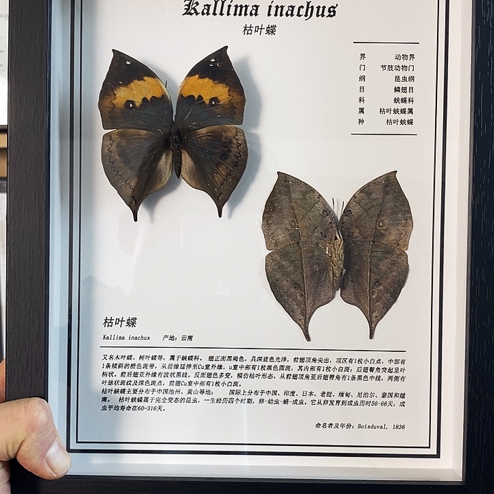 木枯叶一对10寸框