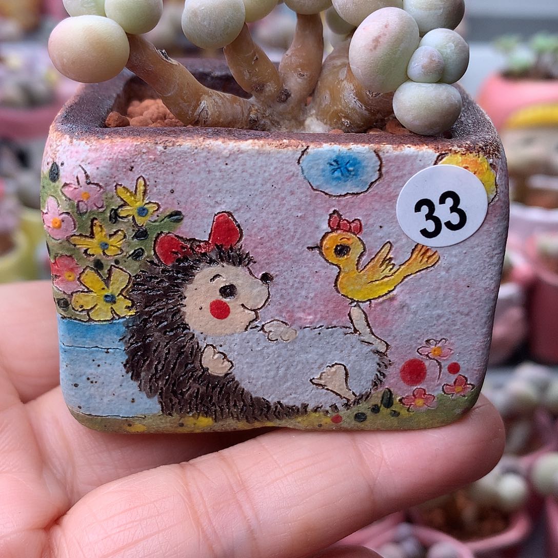 水光针奶酪带盆发货