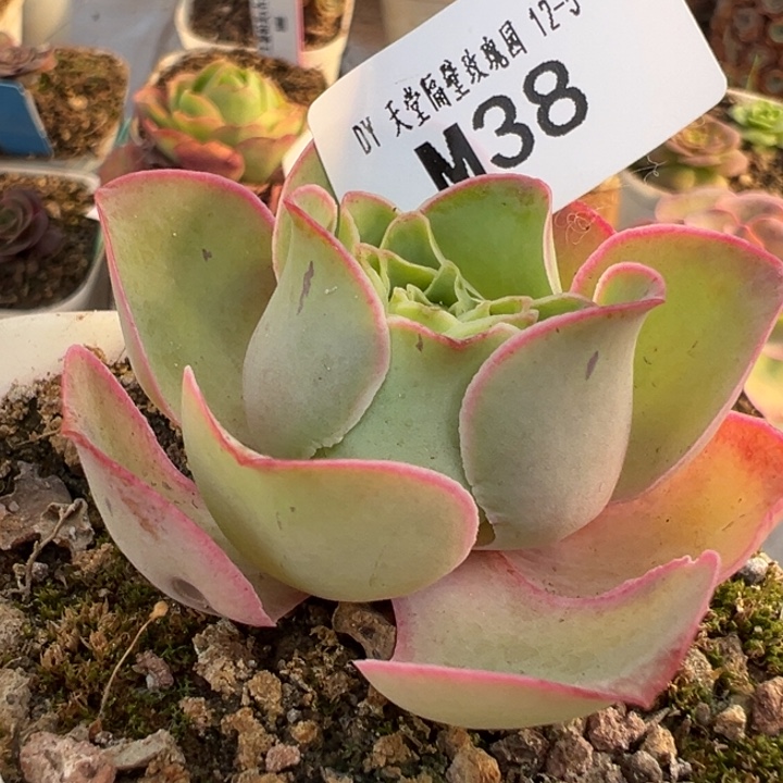 苗苗山地玫瑰不知名38