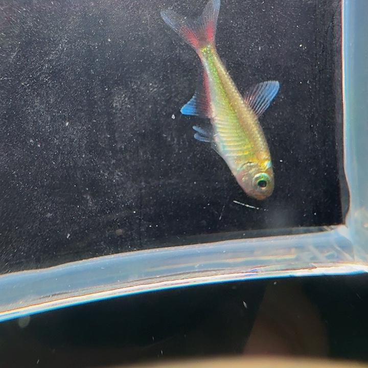 灯科鱼左下缸5号 白金赤霞 1.5cm左右 有黑点一条