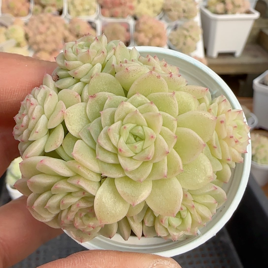 原****啊【闪购商品】0214-158（ht-4）