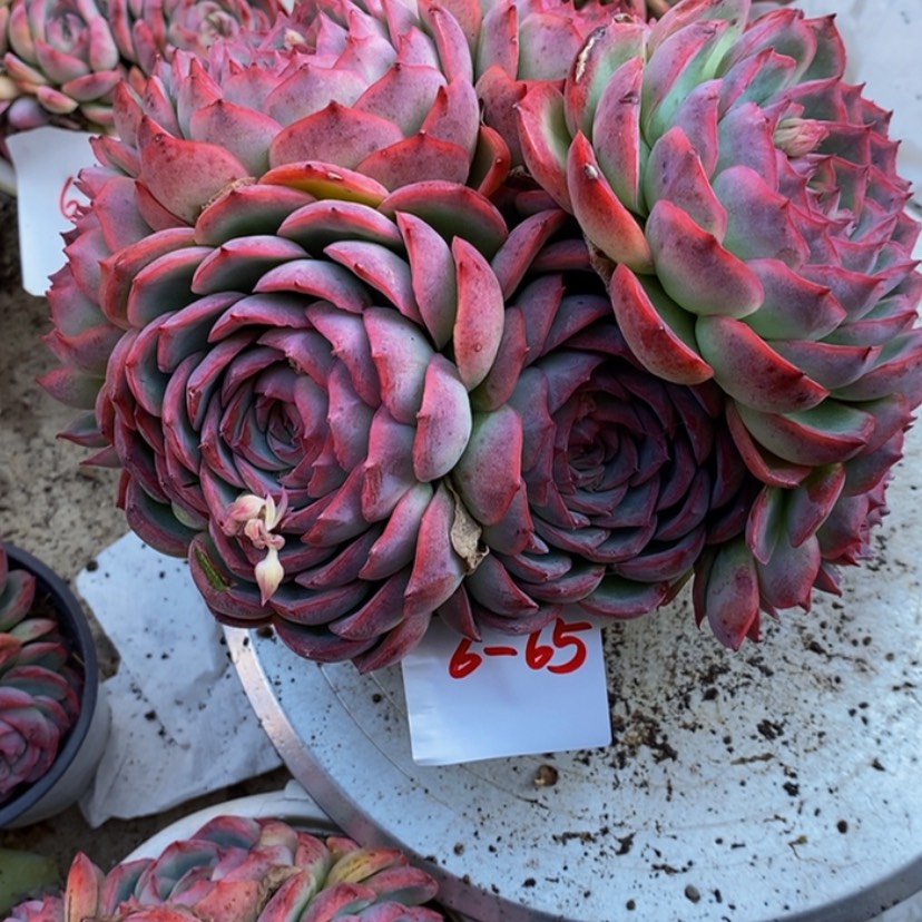 【闪购商品】随**-多肉植物