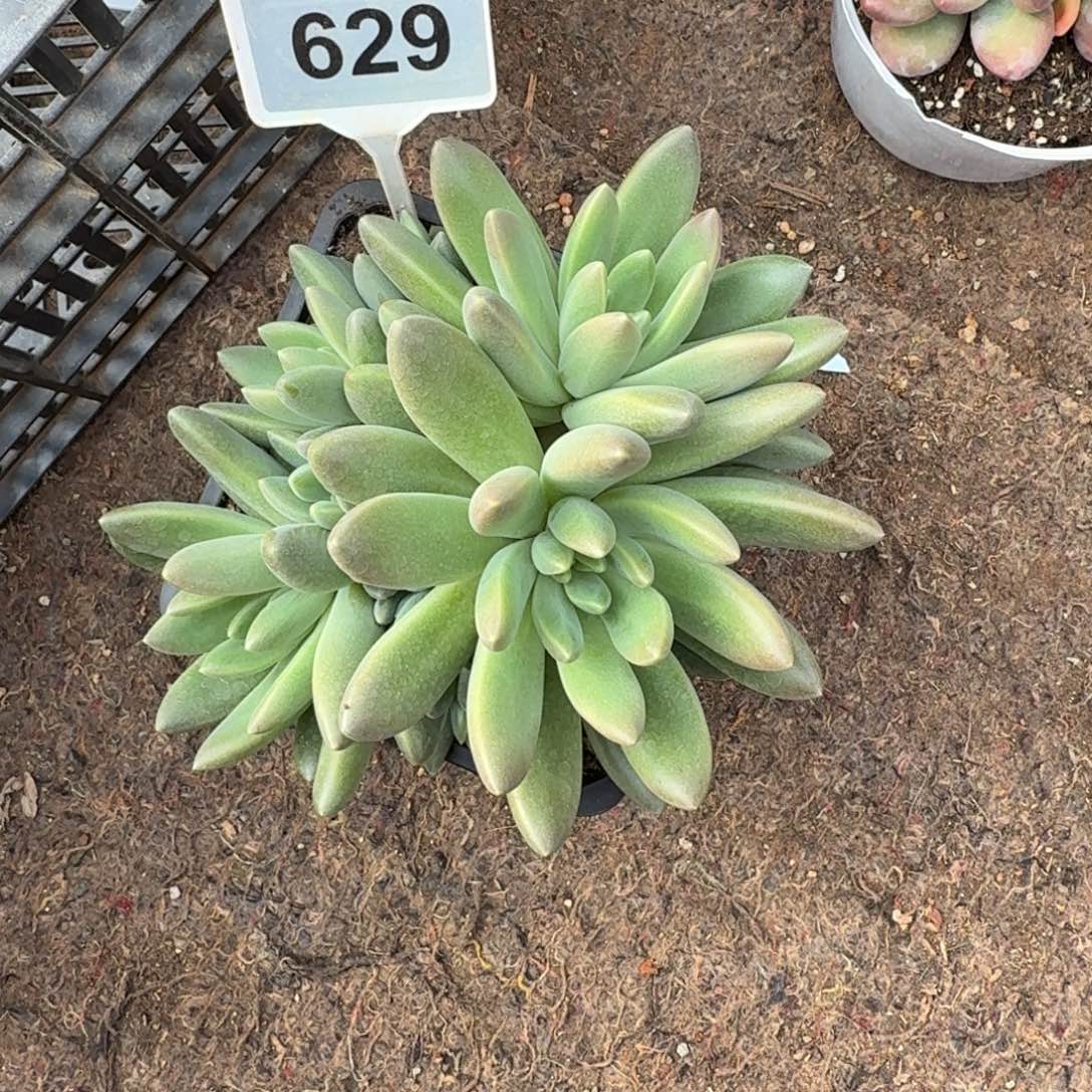 多肉植物橙色奇迹629