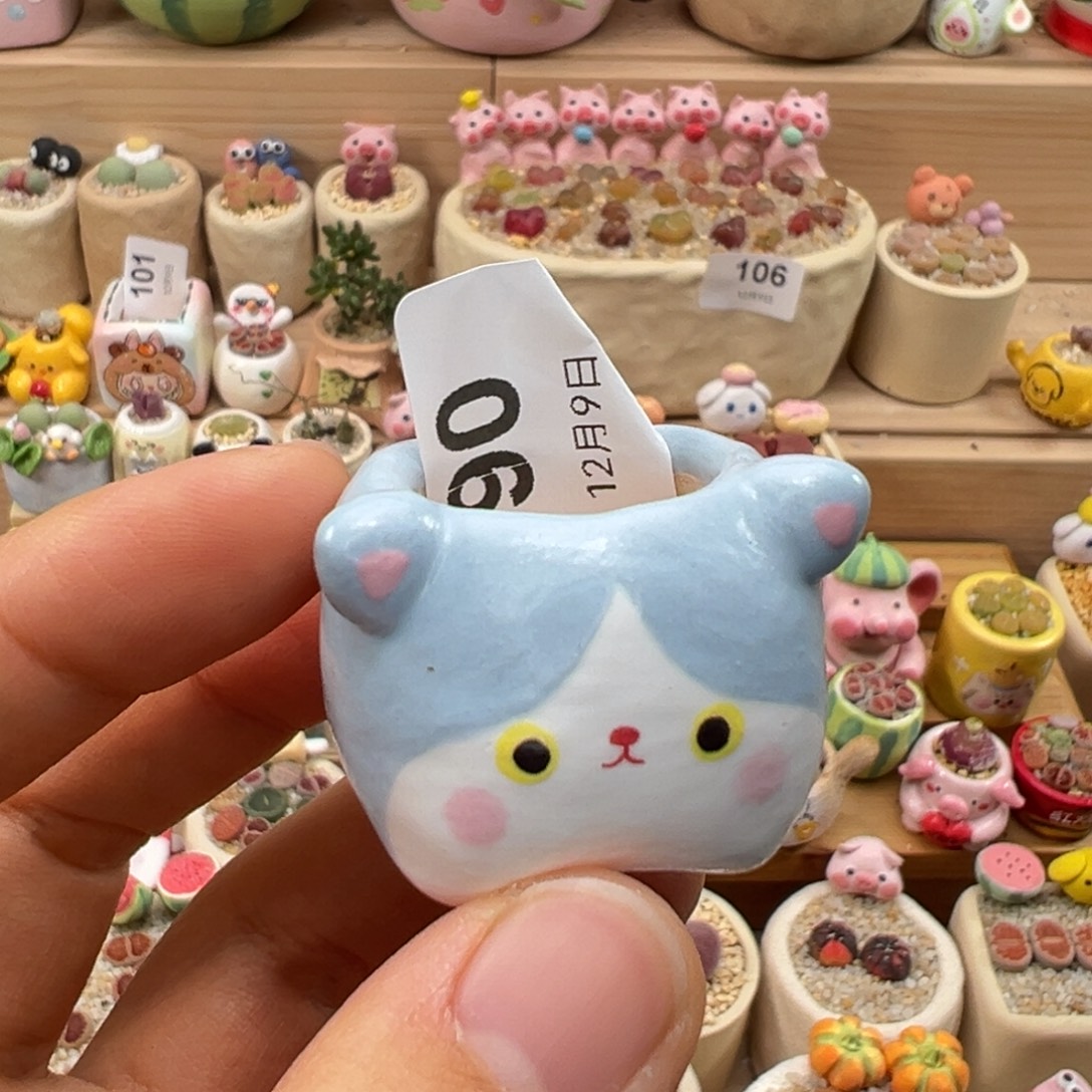 云****多肉植物90号种鸽子蛋