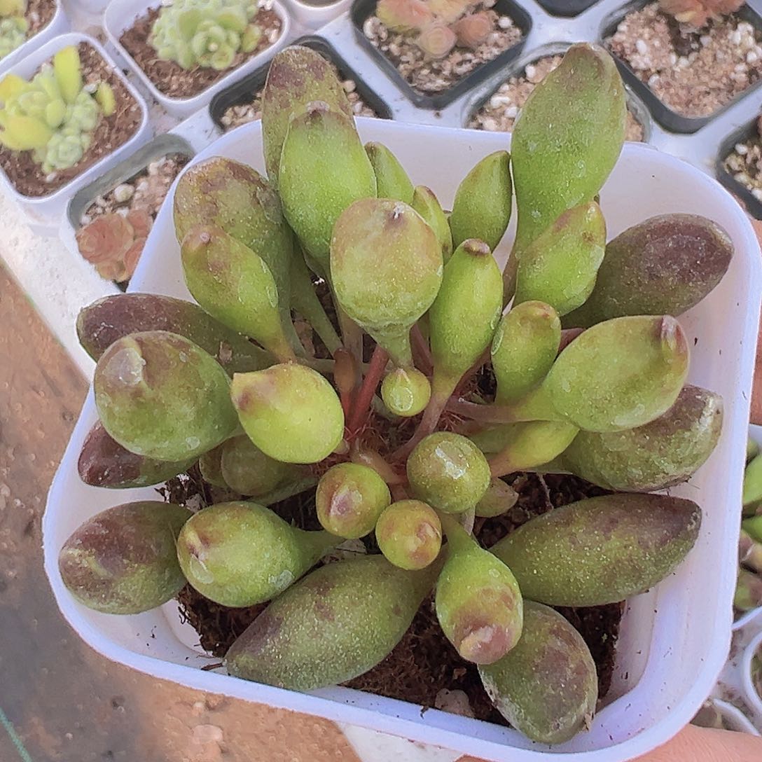 鼓槌19包邮多日植物