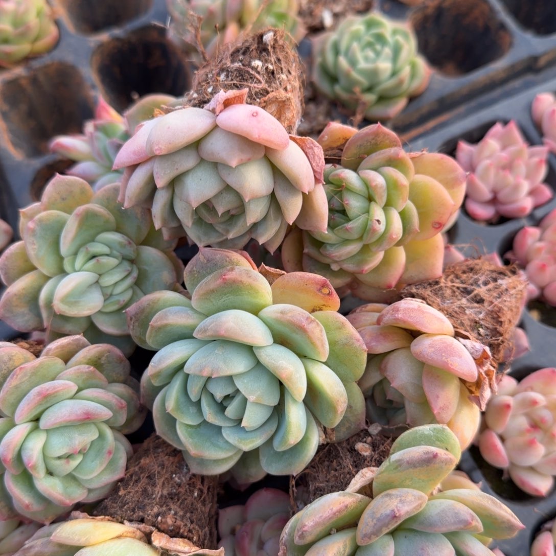 18-45宽叶珍妮绿菜十棵量拍中门左二