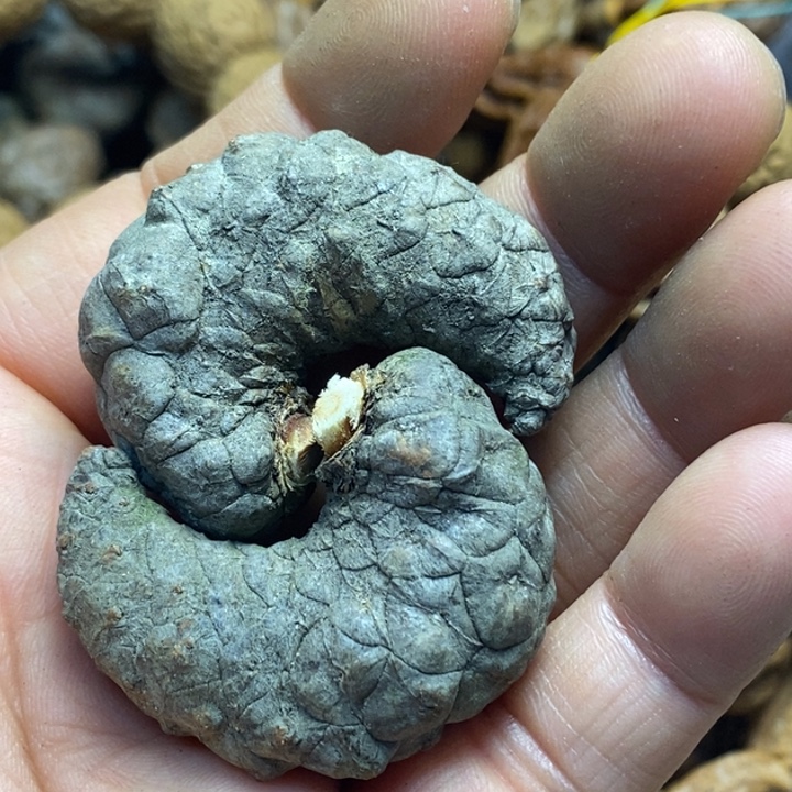 吊坠桃核娜姐真的14