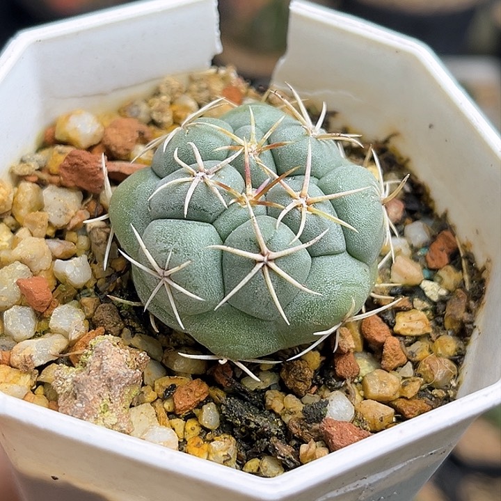 白肌天晃实生球3.2公分