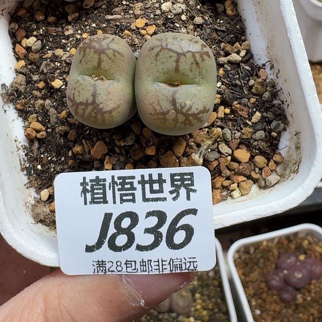 a***卡多肉植物的润泽fhjj