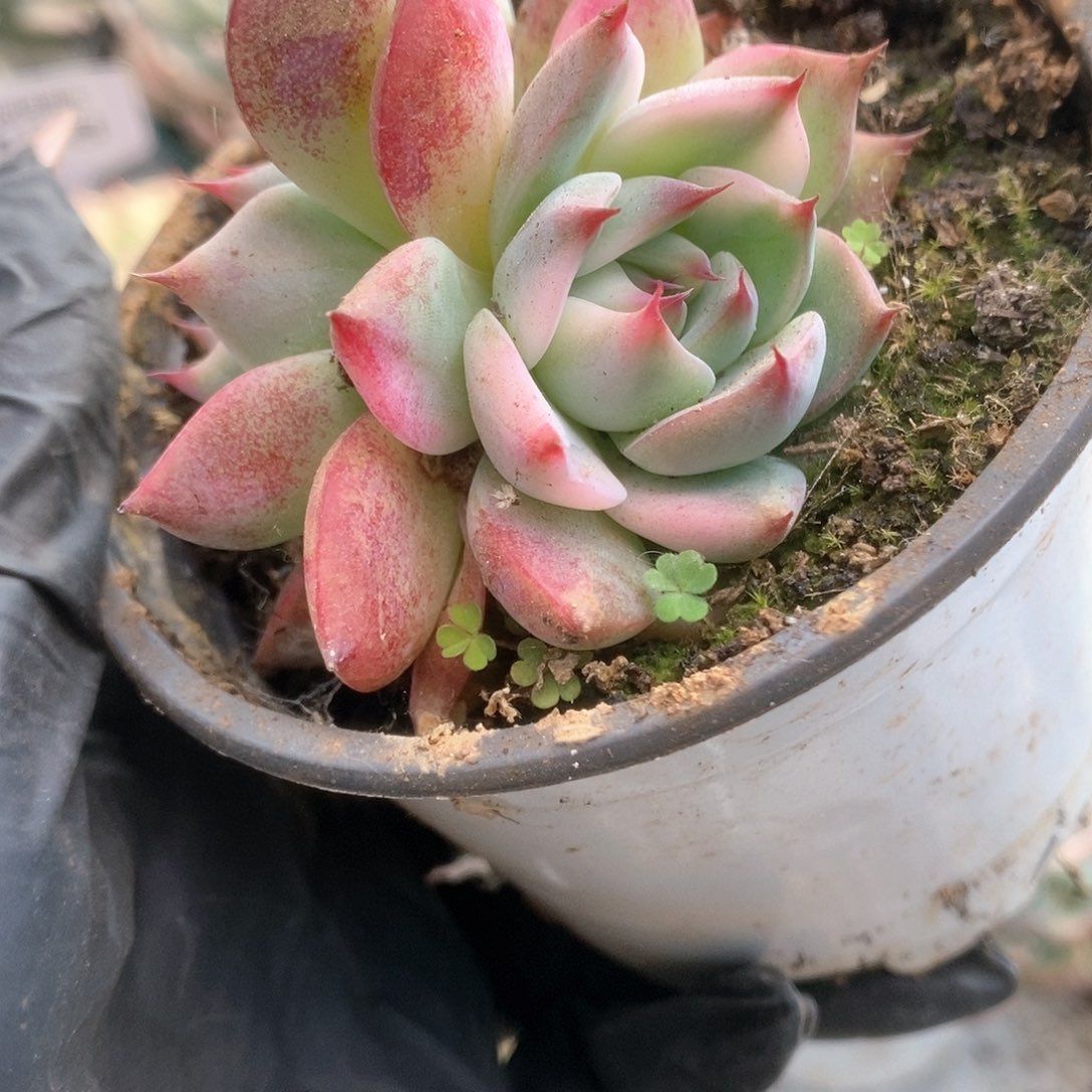 111锦锦锦锦锦锦锦