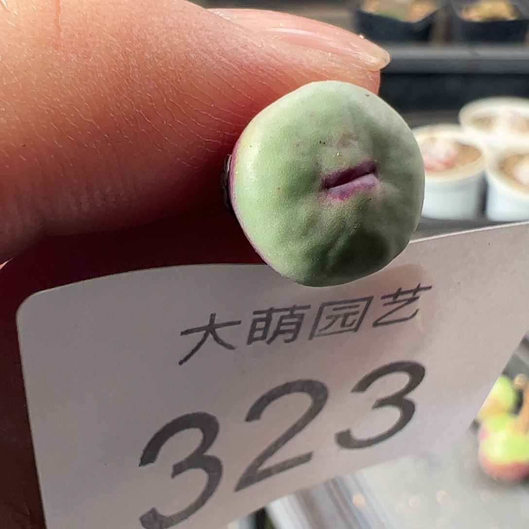 一物一拍M4×D6.      323