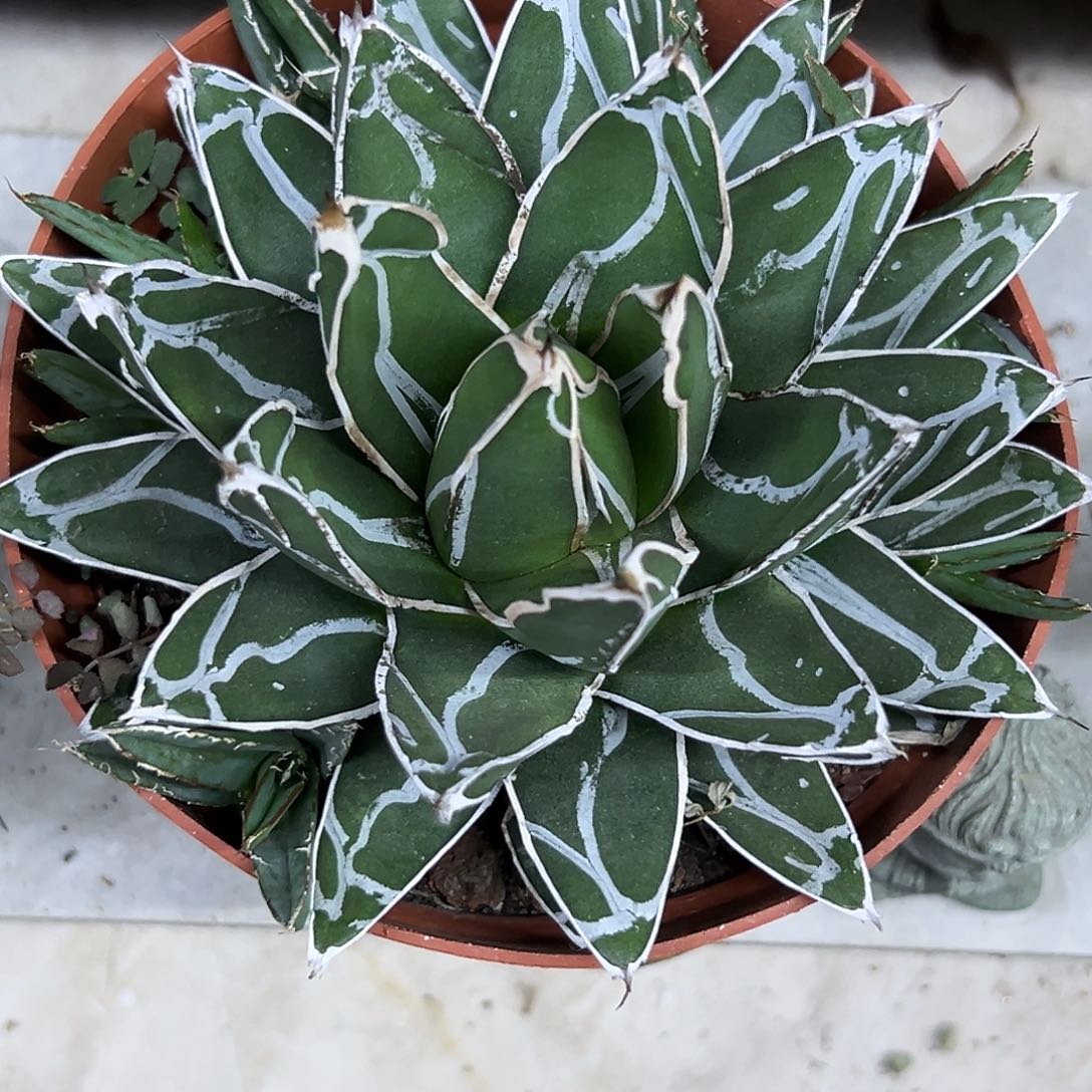 笹之雪一物一拍偏远不包邮不退不换