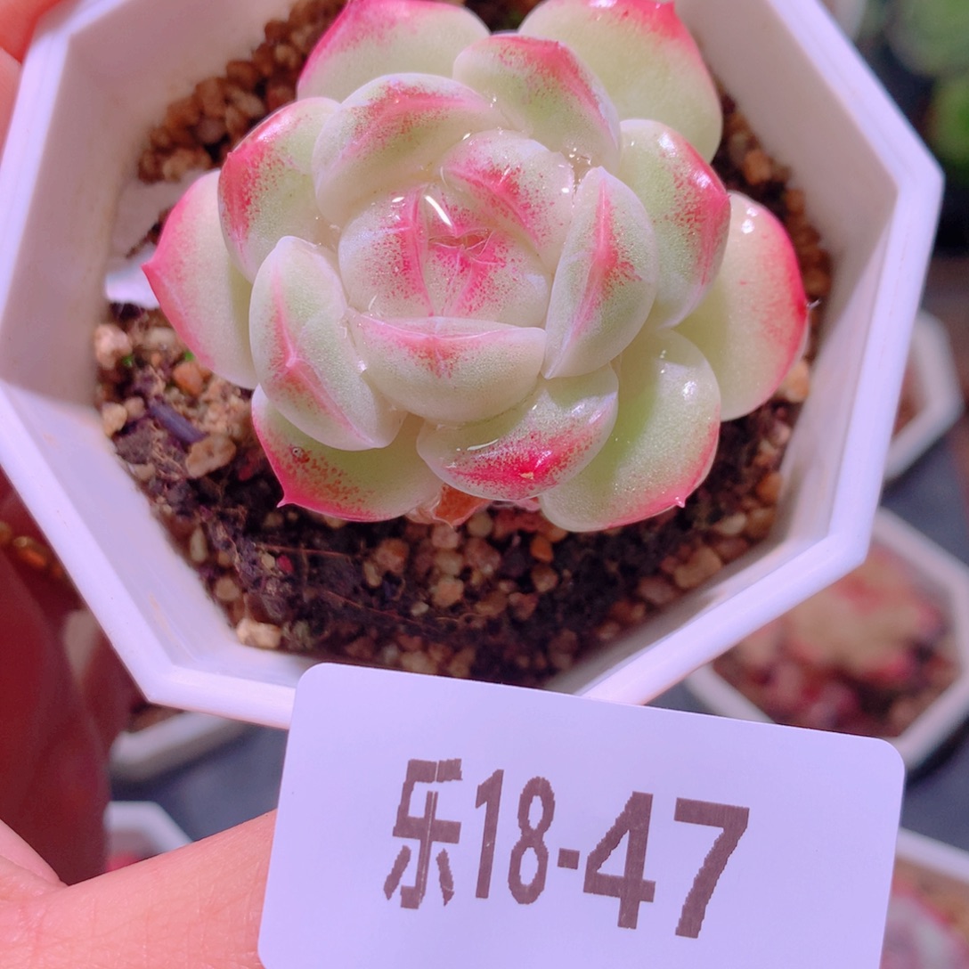乐然18-47 精选糖心 