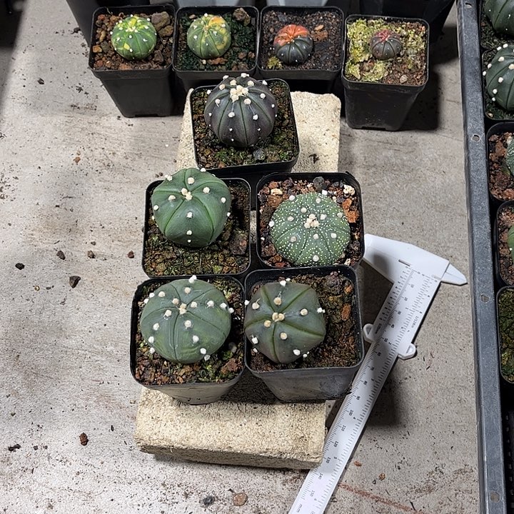 不开花植物仙人球
