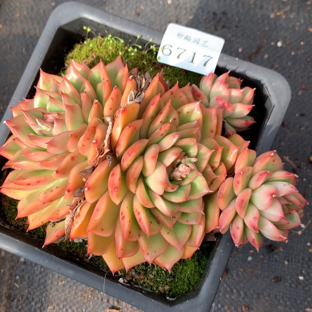 67179不包整散掉头不售后