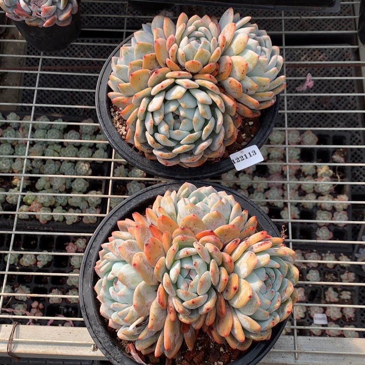 122113两个嗯嗯嗯嗯嗯嗯好