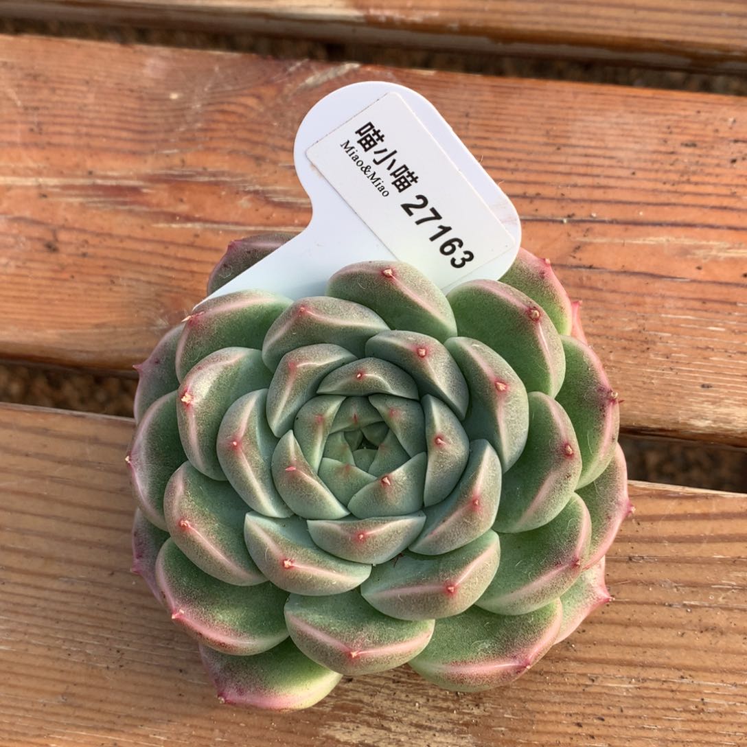 小****南多肉植物麦秆珍妮