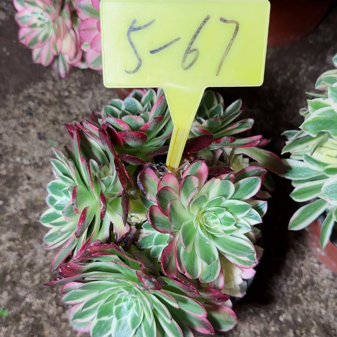 5-67---多头多肉植物