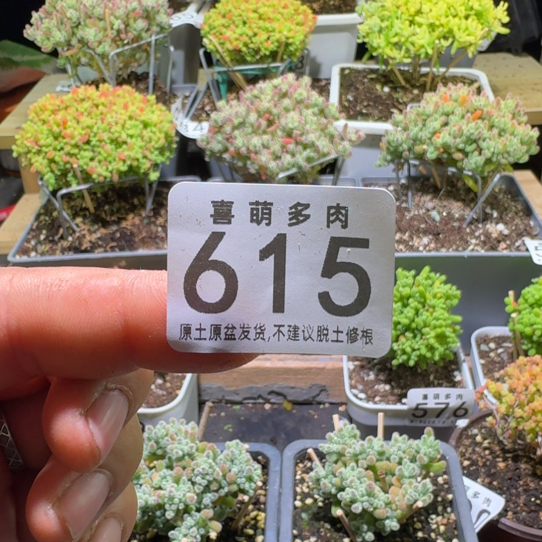 熙***雅补货送土。补冰钻十方，小蜜桔一个