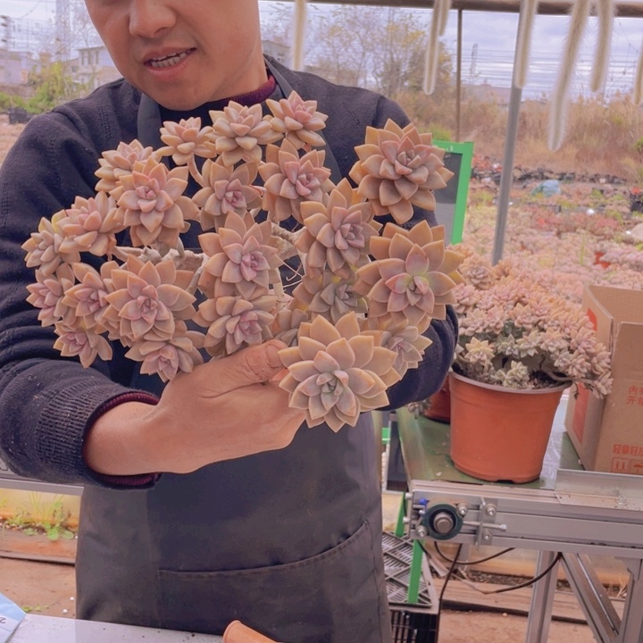 219淡雪缀化一物一拍