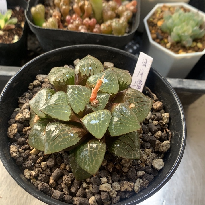 日月潭一物一拍带盆