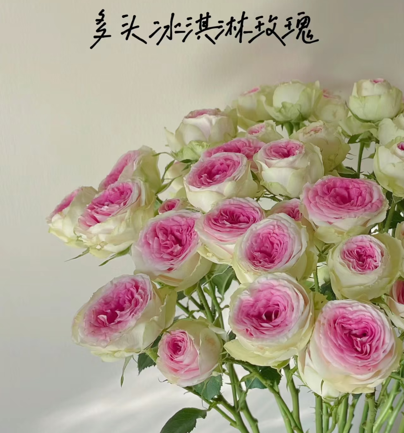 【A级冰淇淋泡泡AK】多头玫瑰5枝  |全场任意两单鲜花包邮