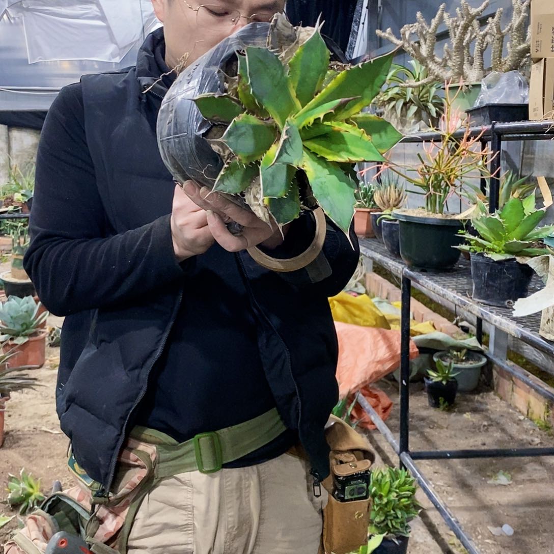 植**生蓝霸王锦5299