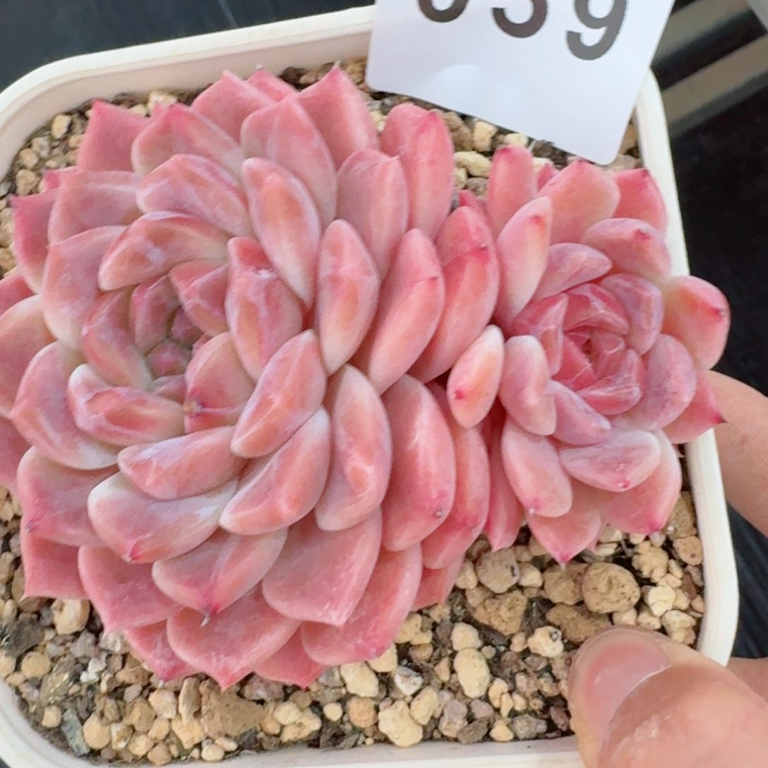 母本冰魄         精品多肉