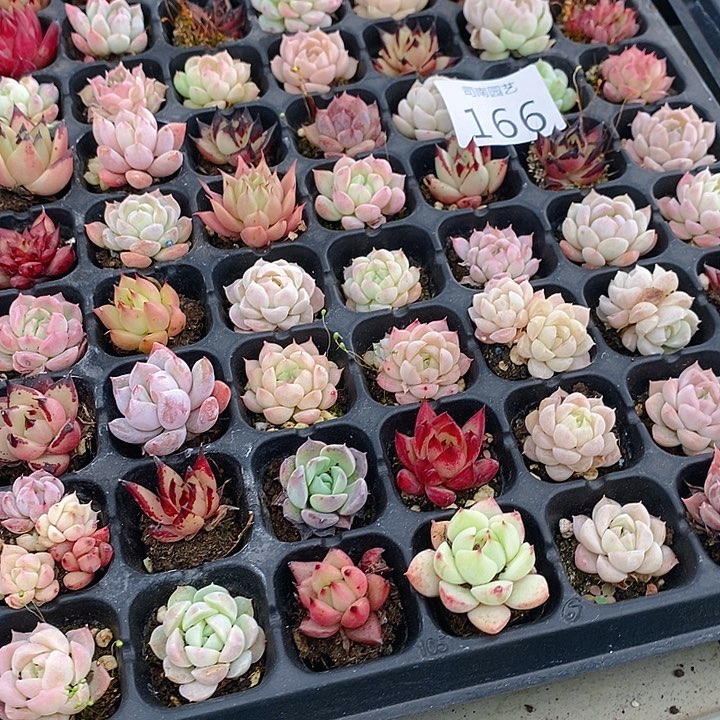 166 多肉植物盆栽花卉植物