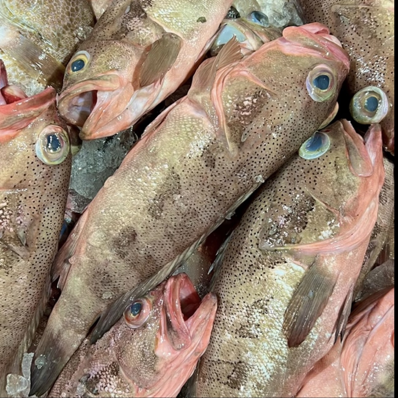 【浅海石斑鱼】惠来神泉港野生海钓石斑鱼过鱼油斑【5盒】肉质鲜嫩