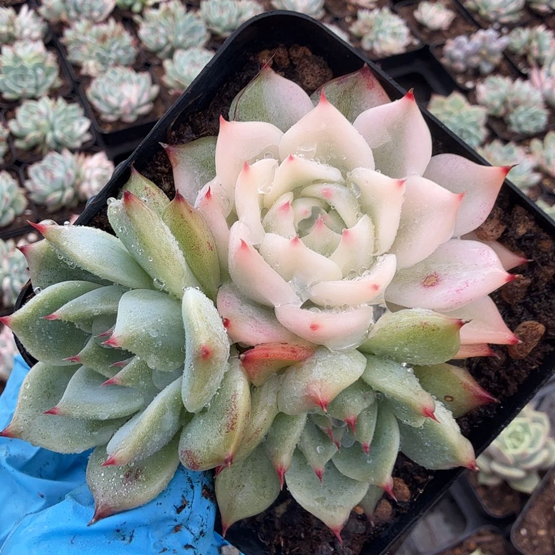 吉娃娃锦，宽覆轮锦