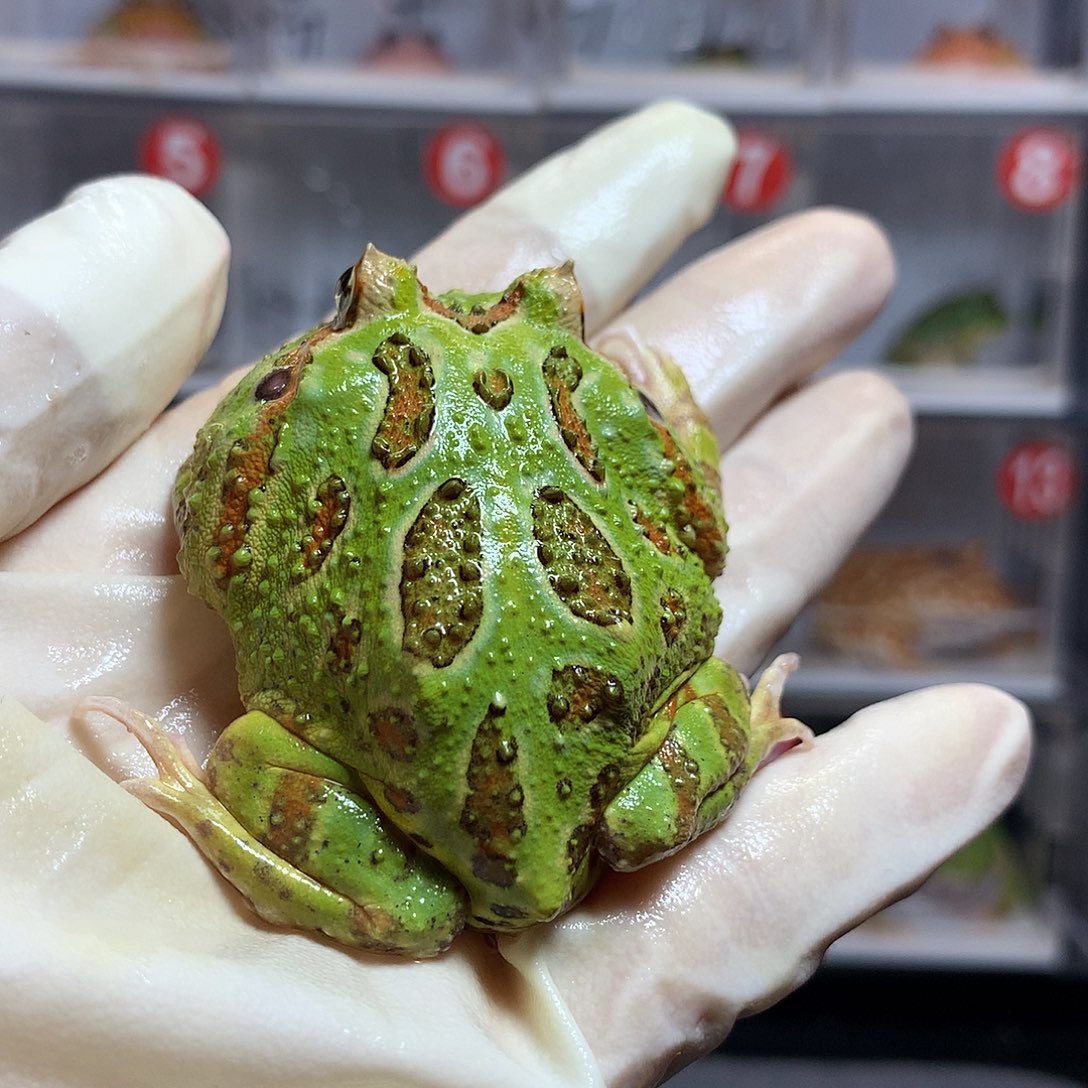 角蛙2648 绿角绿角